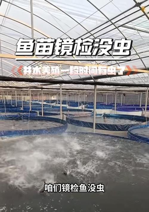 鱼苗能藏在红线虫里吗？鱼苗藏在红线虫里的原因是什么？