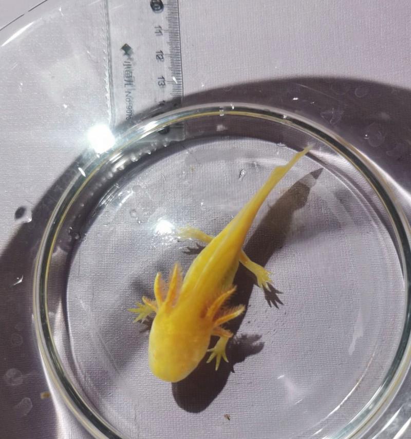 鱼苗能藏在红线虫里吗？鱼苗藏在红线虫里的原因是什么？
