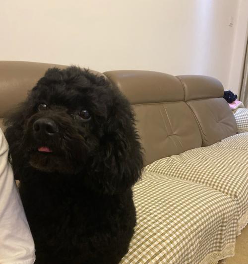 黑色泰迪狗的价格是多少？