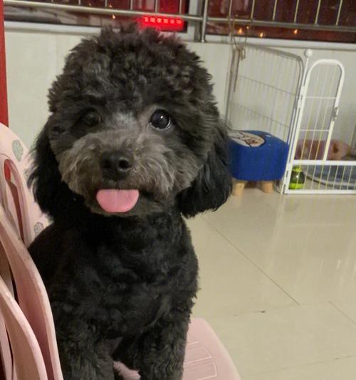 不纯的泰迪价格是多少？购买时需要注意什么？