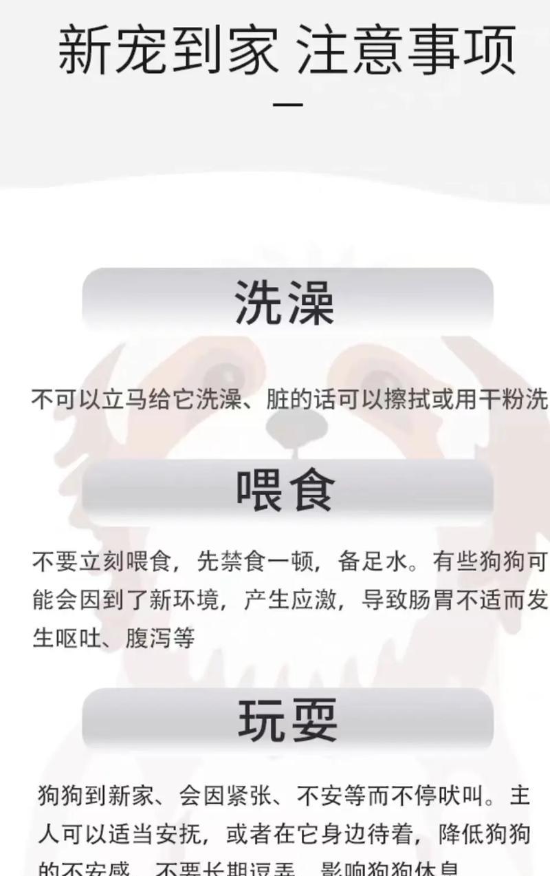 不纯的泰迪价格是多少？购买时需要注意什么？