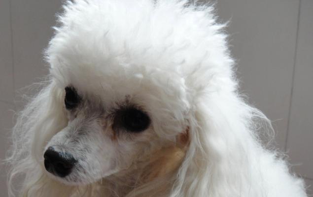 泰迪犬的标准体重是多少？如何维持其健康体重？