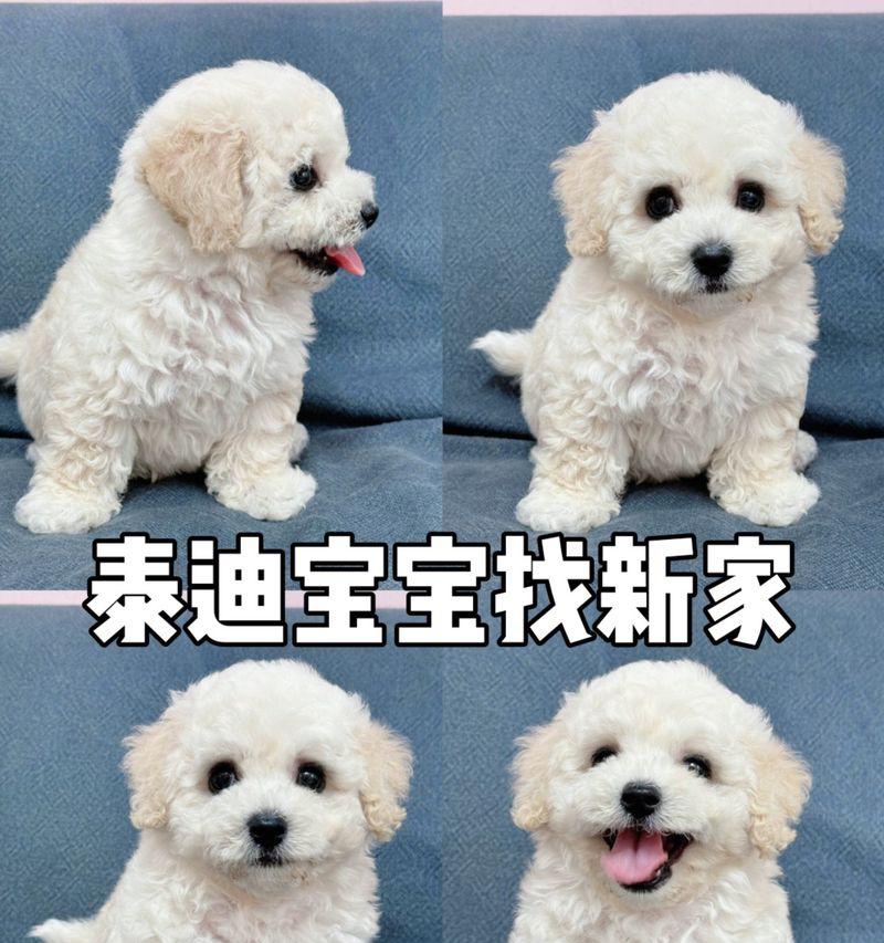 狗泰迪打疫苗需要多少钱？几联疫苗最适合？