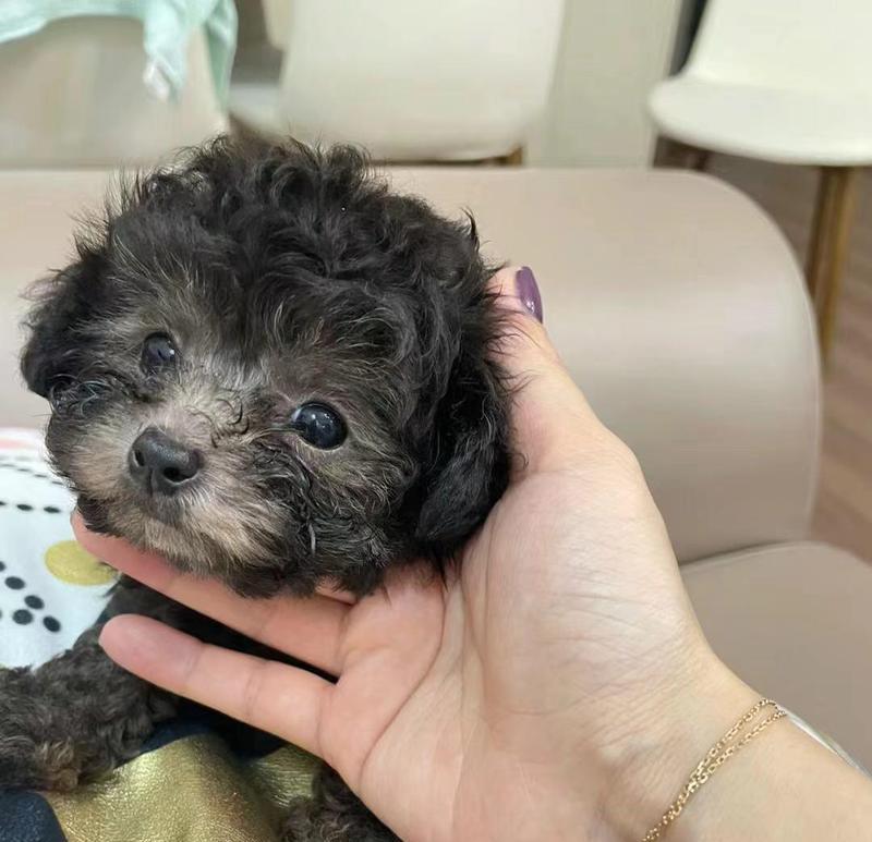 狗泰迪打疫苗需要多少钱？几联疫苗最适合？