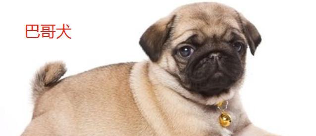 以后会火的小型犬品种有哪些？选择哪些犬种更有前景？