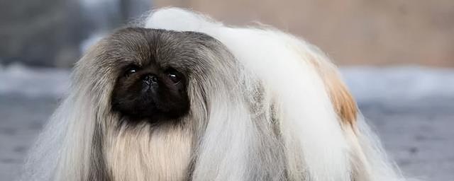 以后会火的小型犬品种有哪些？选择哪些犬种更有前景？