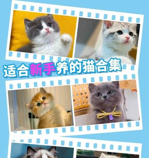 柴犬在宠物店的收购价格是多少？按月计算的费用是多少？