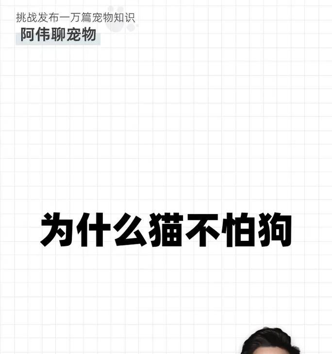 哪些小型犬品种不怕猫和狗？