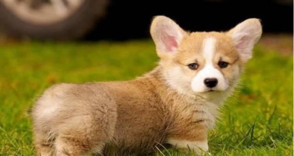 哪些小型犬品种不怕猫和狗？
