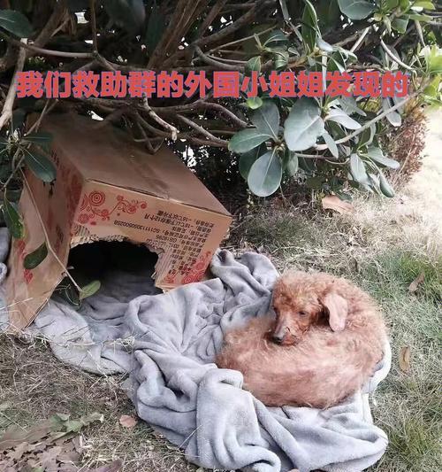 在大连救助一只泰迪需要多少钱？救助泰迪的流程是怎样的？