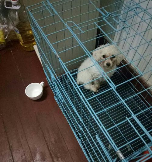 在大连救助一只泰迪需要多少钱？救助泰迪的流程是怎样的？