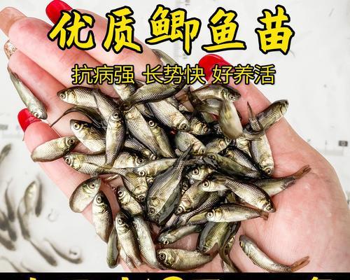 小鳄龟仅食鱼苗会死亡吗？原因何在？