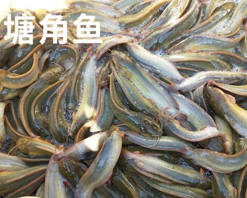 小鳄龟仅食鱼苗会死亡吗？原因何在？
