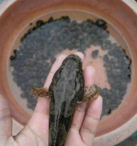 用什么容器养小鱼苗最好？如何确保它们的存活率？
