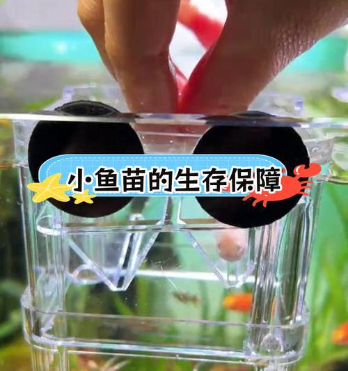 用什么容器养小鱼苗最好？如何确保它们的存活率？
