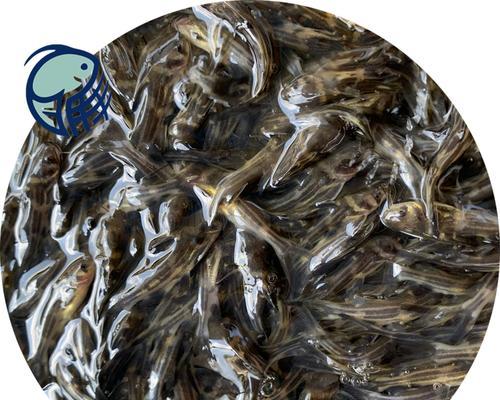 枣庄黄骨鱼苗的正确饲养方法是什么？应该使用哪种饲料？
