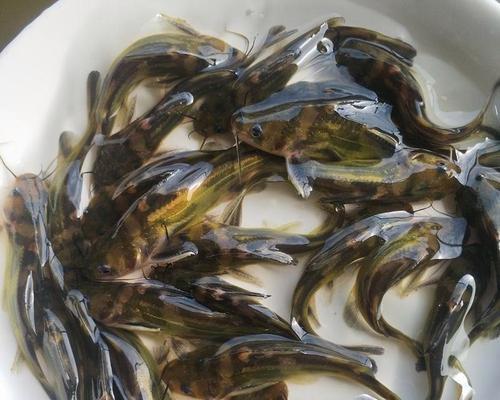 枣庄黄骨鱼苗的正确饲养方法是什么？应该使用哪种饲料？