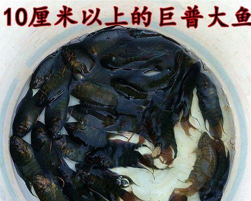 斗鱼推荐买什么鱼苗好？如何挑选健康的斗鱼苗？