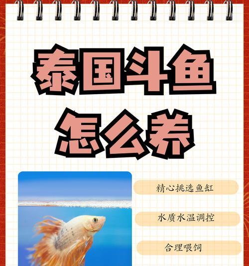 斗鱼推荐买什么鱼苗好？如何挑选健康的斗鱼苗？