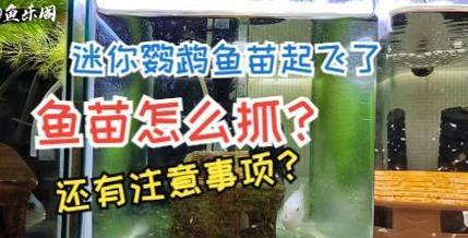 繁殖鱼苗需要注意什么事项？如何提高成活率？