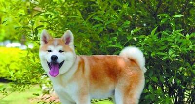 中国有哪些品种的大型犬？