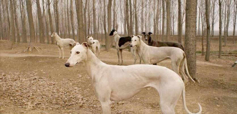 中国有哪些品种的大型犬？