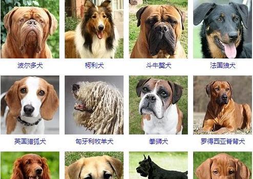 中国有哪些品种的大型犬？