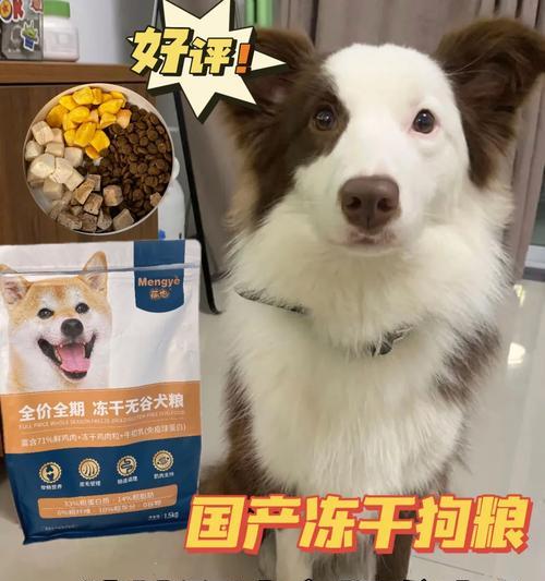 狗换粮时为何不需要过渡期？直接更换有什么影响？