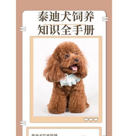 两个月大的泰迪每顿应吃多少？喂食建议是什么？