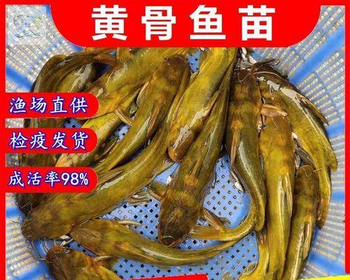 卖什么鱼的鱼苗最划算？如何挑选优质鱼苗？