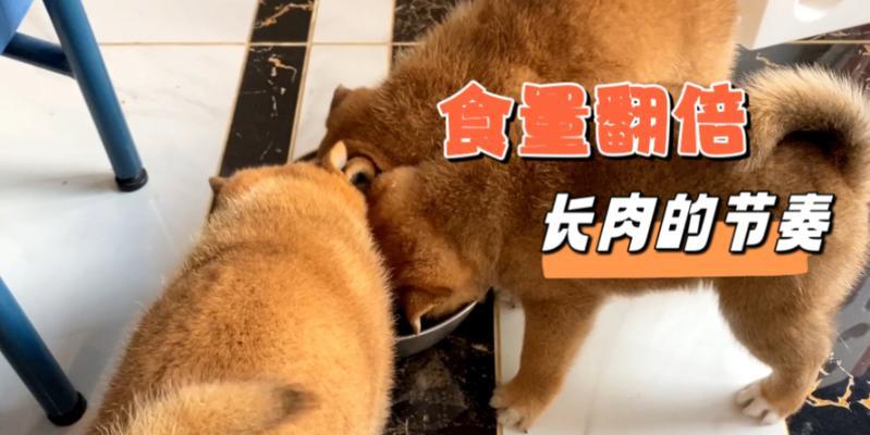 柴犬两个半月一顿应该喂多少？喂食量如何控制？