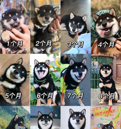 柴犬两个半月一顿应该喂多少？喂食量如何控制？