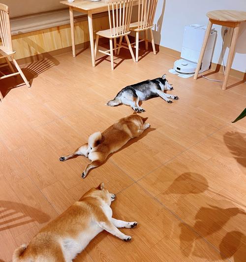 三个月柴犬每天应吃多少鸡胸肉？如何喂食？