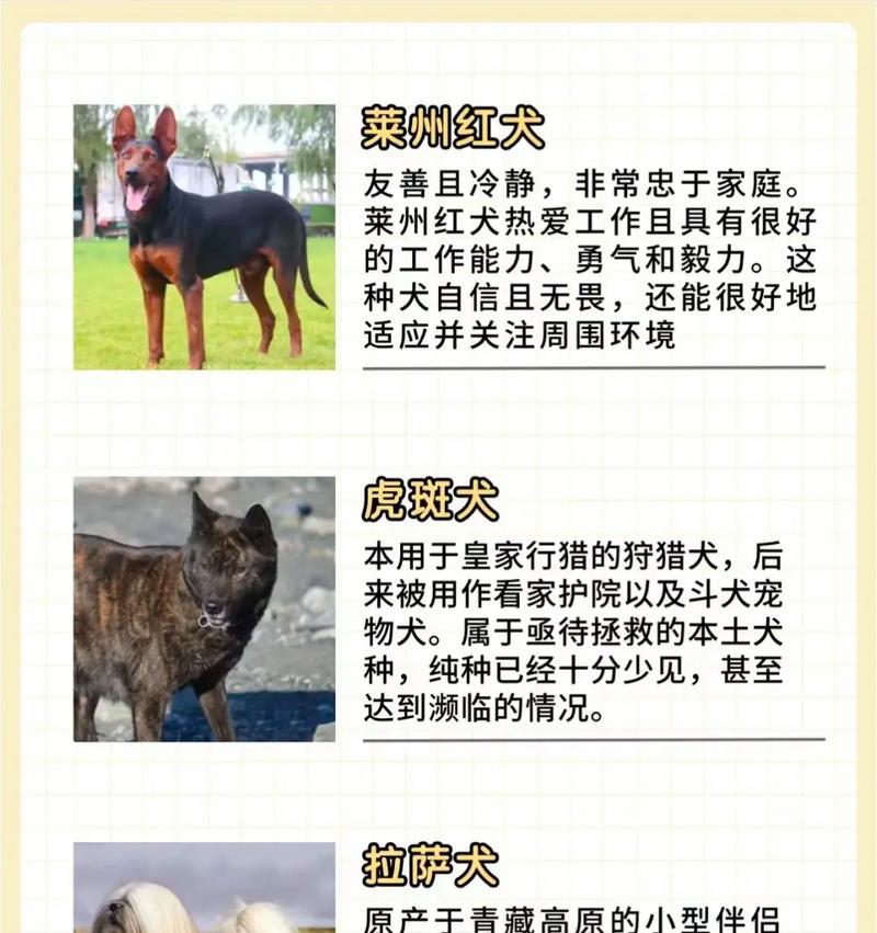 哪些大型犬种适合孩子？这些犬种有何特点？