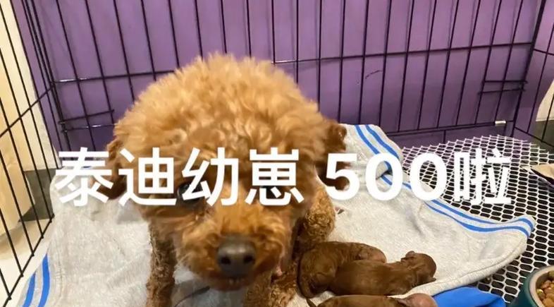 免费领养泰迪狗狗幼犬多少钱？领养泰迪狗狗需要注意什么？