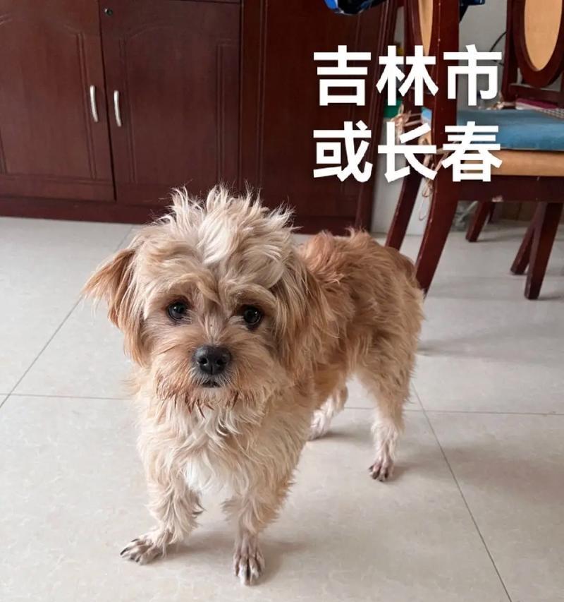 免费领养泰迪狗狗幼犬多少钱？领养泰迪狗狗需要注意什么？