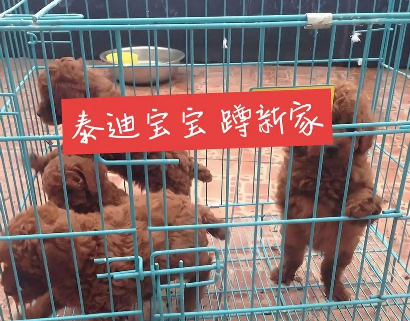 1岁奶咖色泰迪能否配种？配种费用是多少？