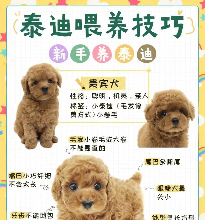 1岁奶咖色泰迪能否配种？配种费用是多少？