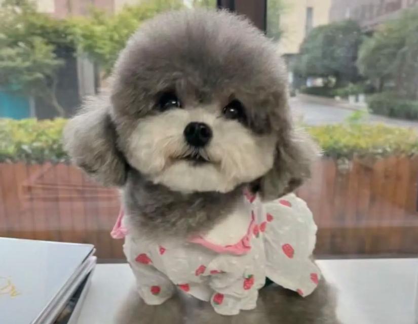 泰迪几个月可以打疫苗？打疫苗的费用是多少？