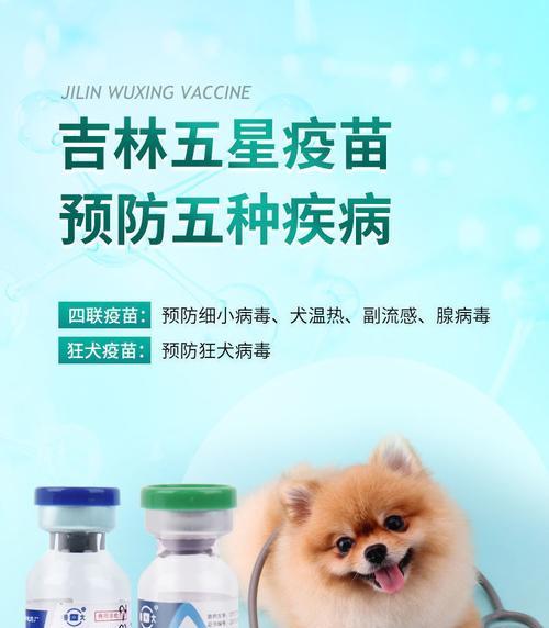 泰迪几个月可以打疫苗？打疫苗的费用是多少？