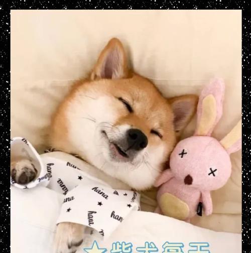 柴犬胸围标准是多少？如何测量柴犬胸围？