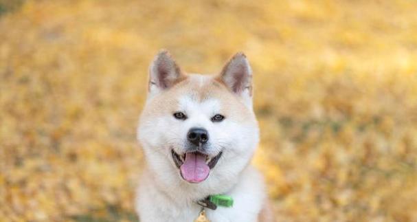 柴犬胸围标准是多少？如何测量柴犬胸围？