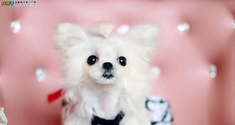 哪些小型犬品种最适合玩耍？它们有什么特点？