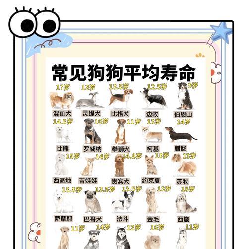 哪些小型犬品种最适合玩耍？它们有什么特点？
