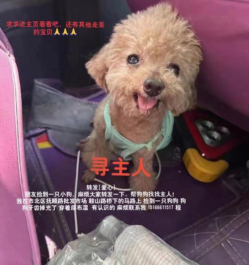 在寒亭捡到一只泰迪狗狗需要多少钱？如何处理捡到的流浪狗？