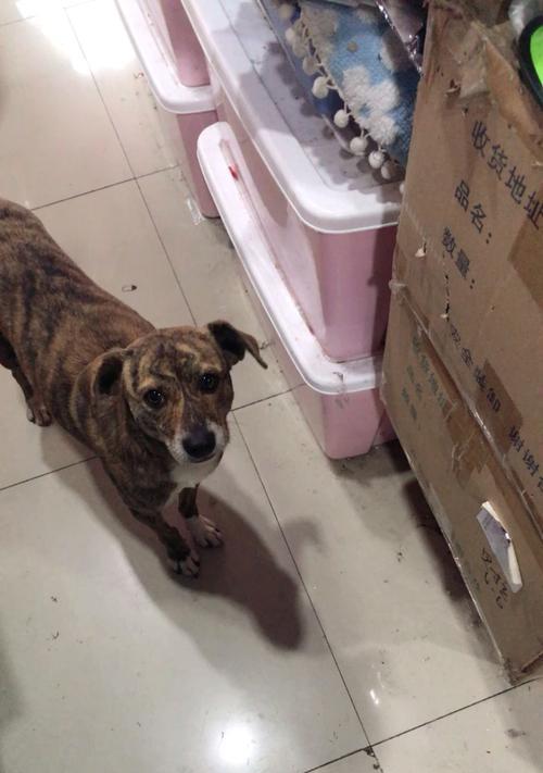 狗狗吃猫粮为何四肢变粗？这种现象正常吗？