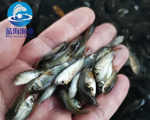 哪种药物最适合杀灭鲤鱼苗病原菌？
