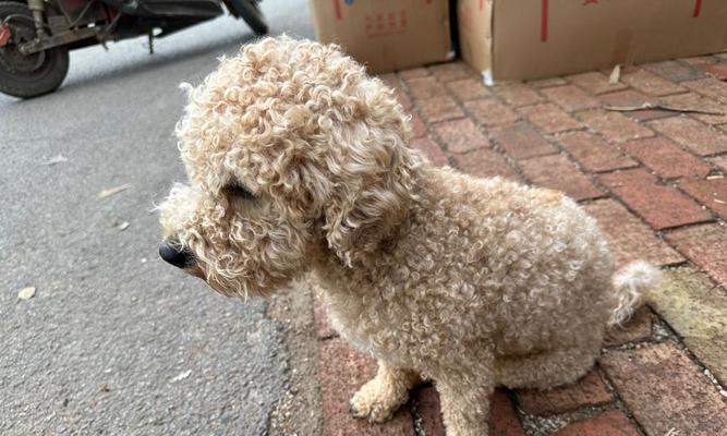 神木泰迪出售价格多少一只？神木地区泰迪犬的售价是多少？