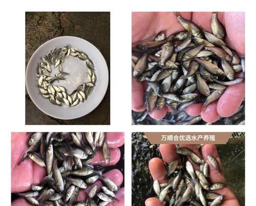 鲫鱼苗价格为何居高不下？如何选择性价比高的鱼苗？