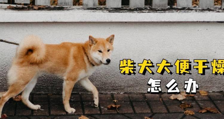 柴犬正常排便量是多少克？